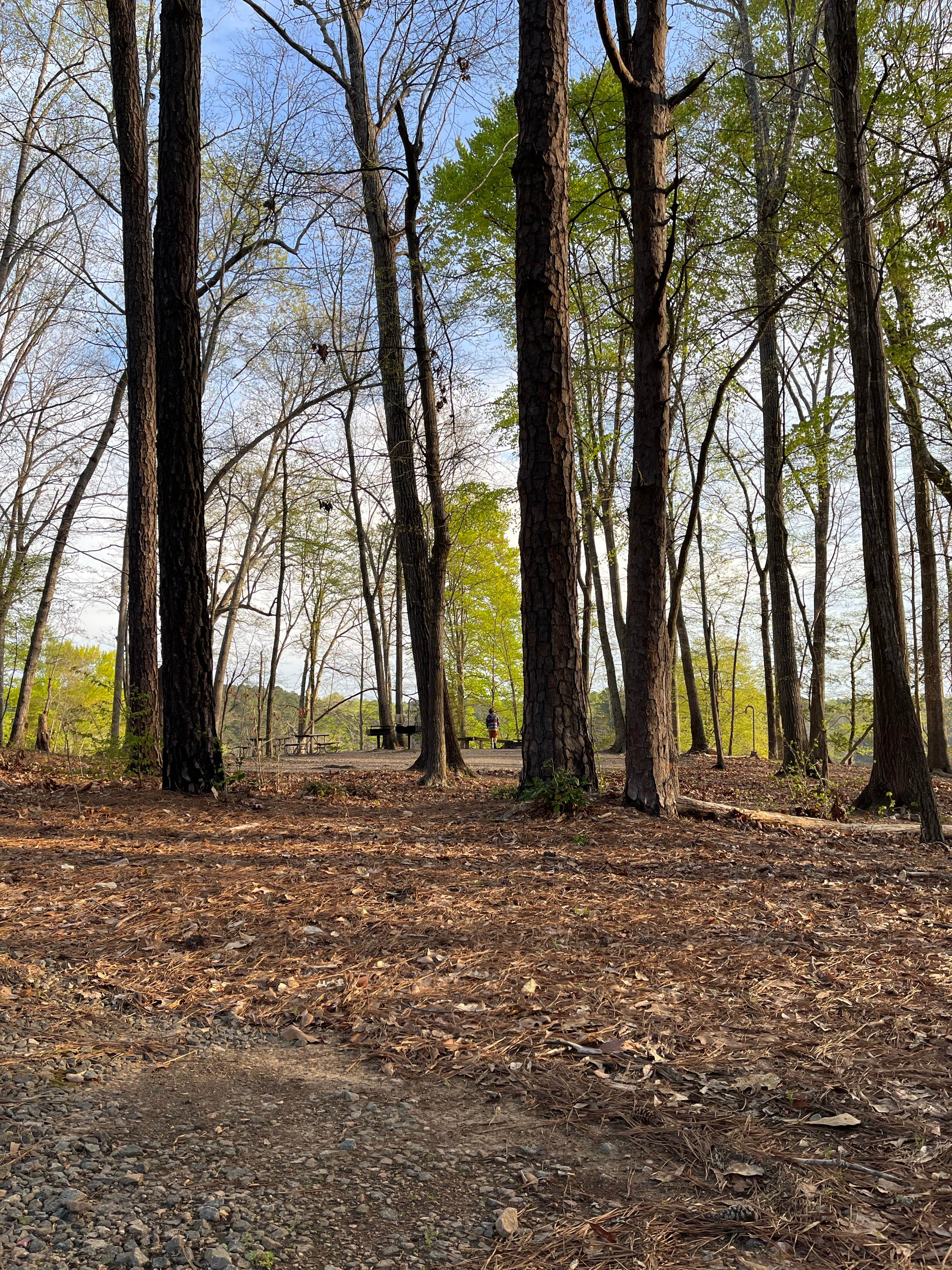 Camper submitted image from Shinleaf — Falls Lake State Recreation Area - 2