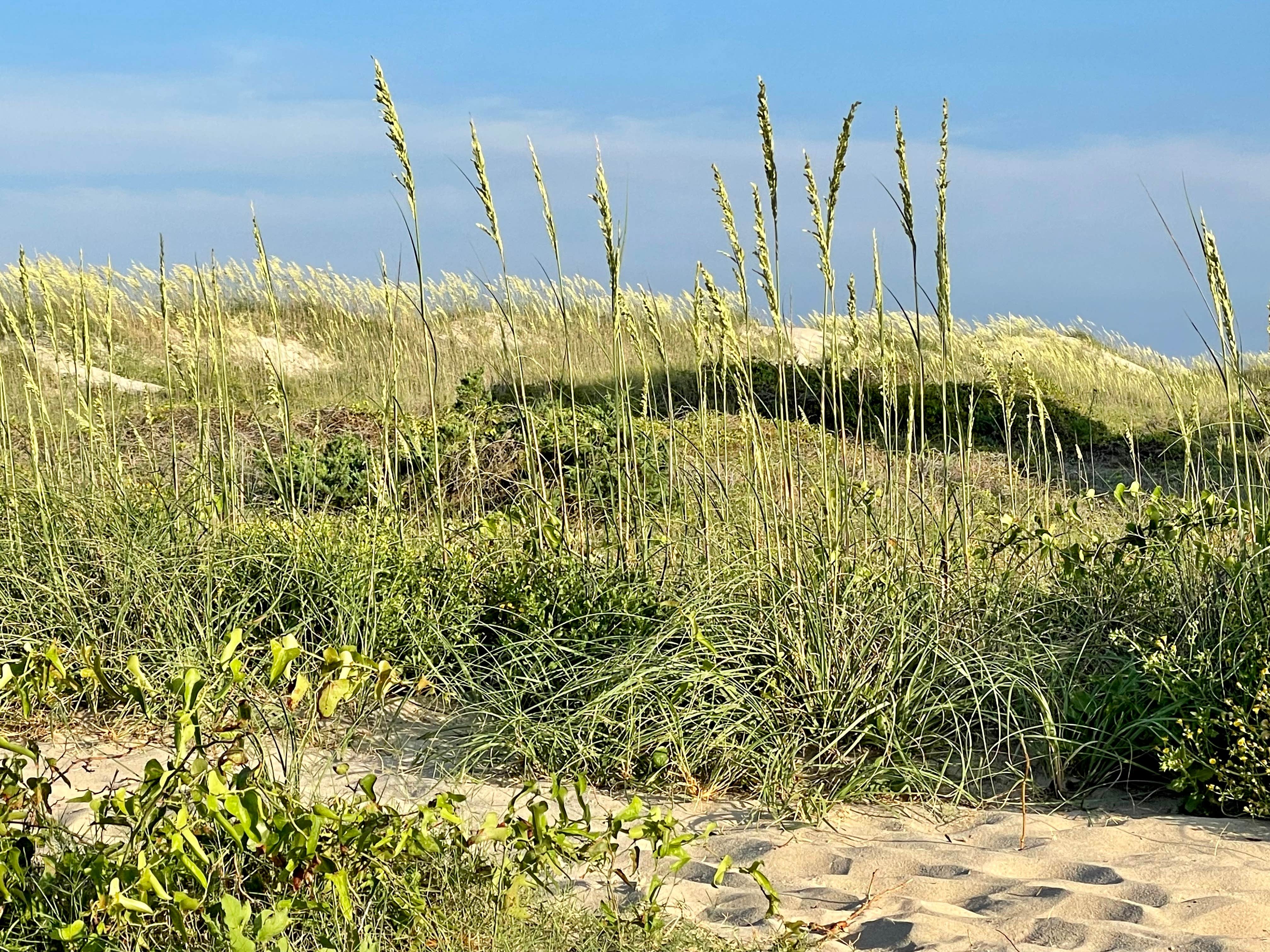 Camper-submitted photo at Ocean Waves Campground near Rodanthe, NC