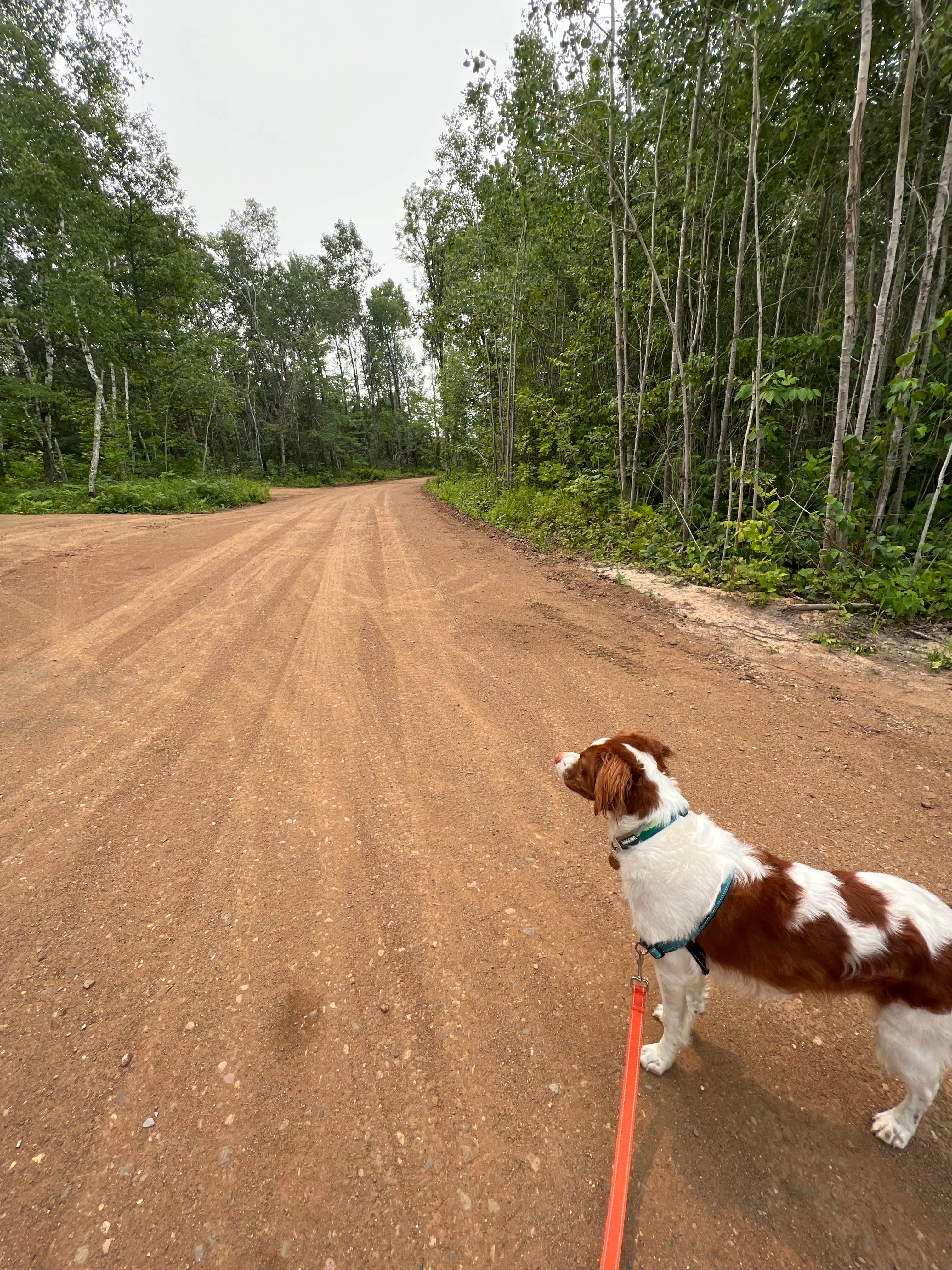 Camper submitted image from Cuyuna Range Campground - 5