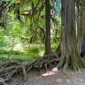 Review photo of Hoh Rain Forest - Olympic National Park by Andrew M., July 19, 2023