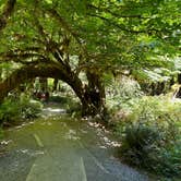 Review photo of Hoh Rain Forest - Olympic National Park by Andrew M., July 19, 2023
