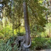 Review photo of Hoh Rain Forest - Olympic National Park by Andrew M., July 19, 2023