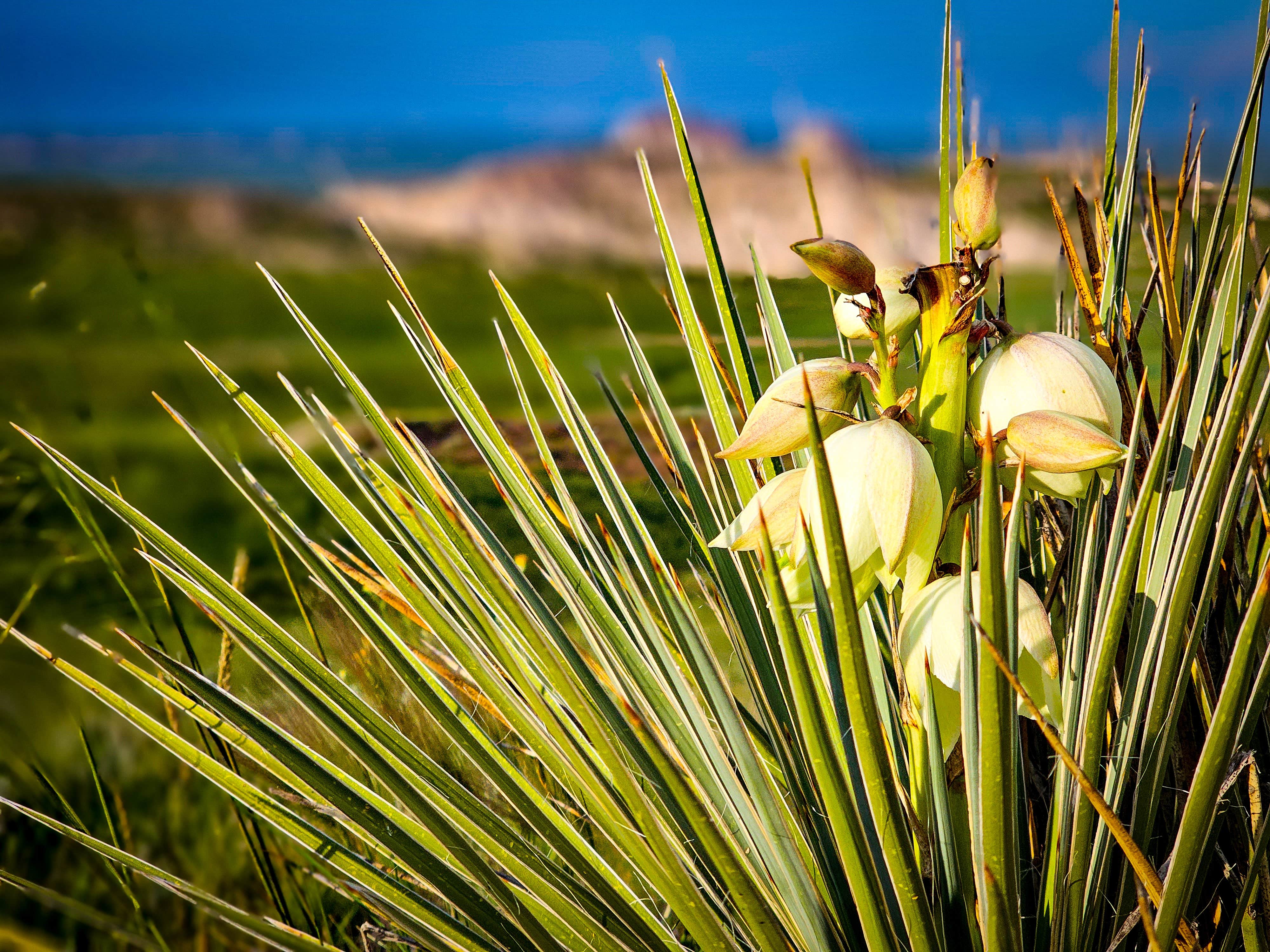 Camper-submitted photo at Pawnee Butte View near Pine Bluffs, WY