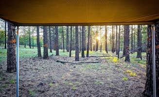 Chris W.'s photo at Garland Prairie Rd Dispersed Camping near Kaibab National Forest