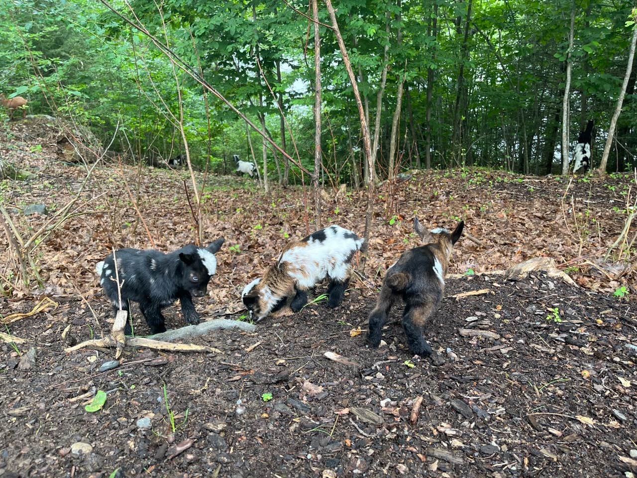 Camper-submitted photo at Rainbow Koala Farm near Bath, ME