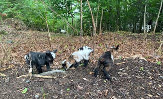 Teresa B.'s photo of camping with pets at Rainbow Koala Farm near Brunswick, ME
