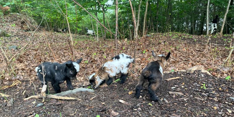 Camper submitted image from Rainbow Koala Farm