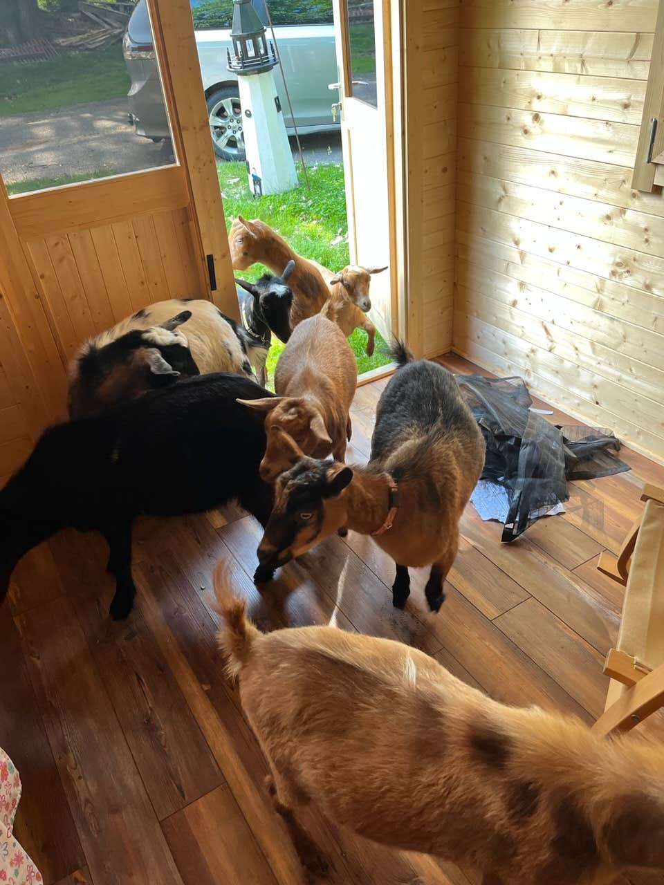 Camper-submitted photo at Rainbow Koala Farm near Bath, ME