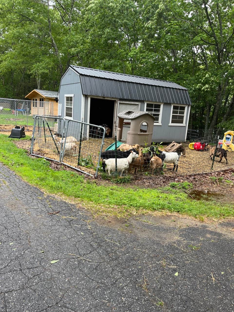 Teresa B.'s photo of camping with pets at Rainbow Koala Farm near Lewiston, ME
