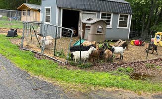 Teresa B.'s photo of camping with pets at Rainbow Koala Farm near Lewiston, ME