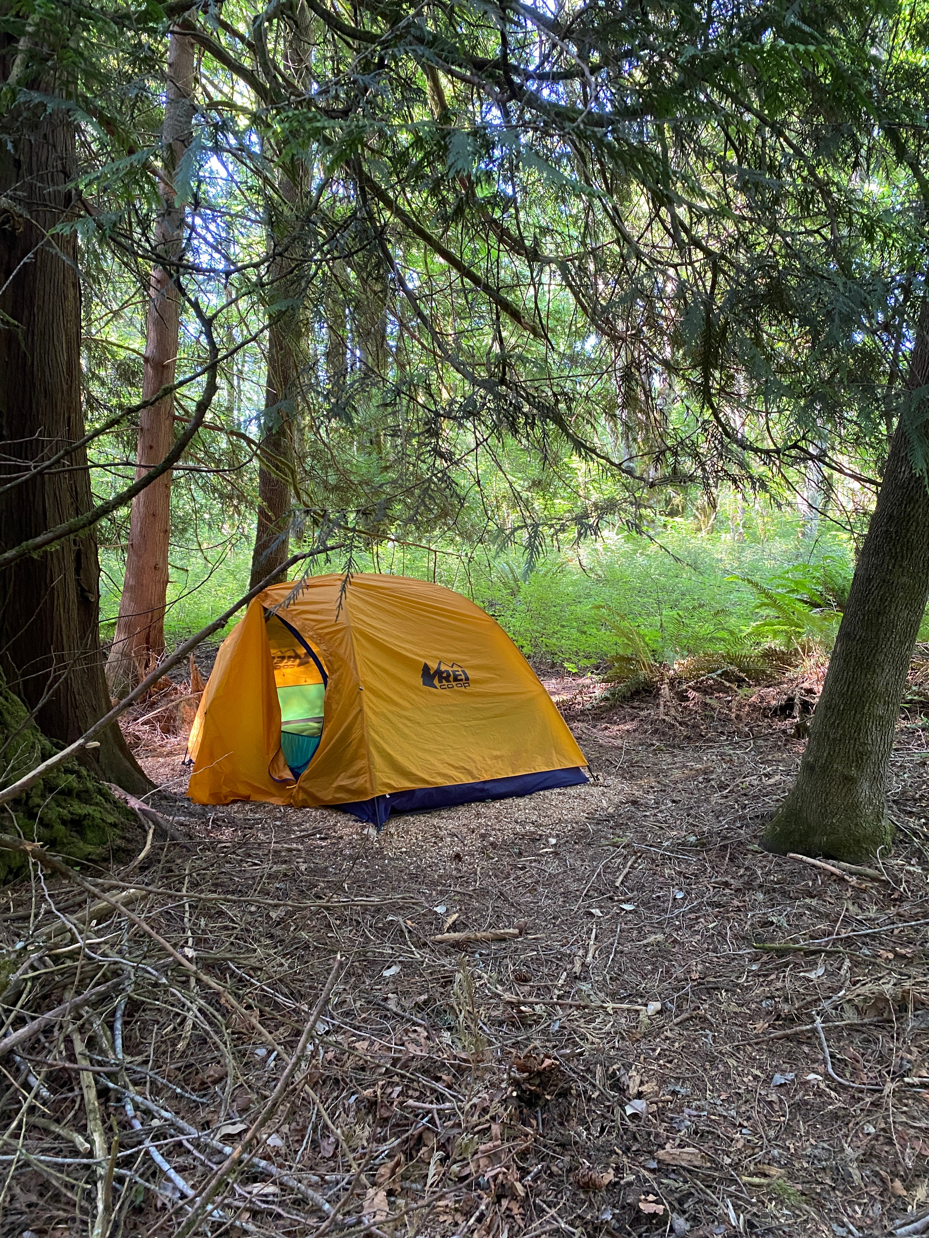Camper submitted image from Marmot House Old Growth Forest - 2