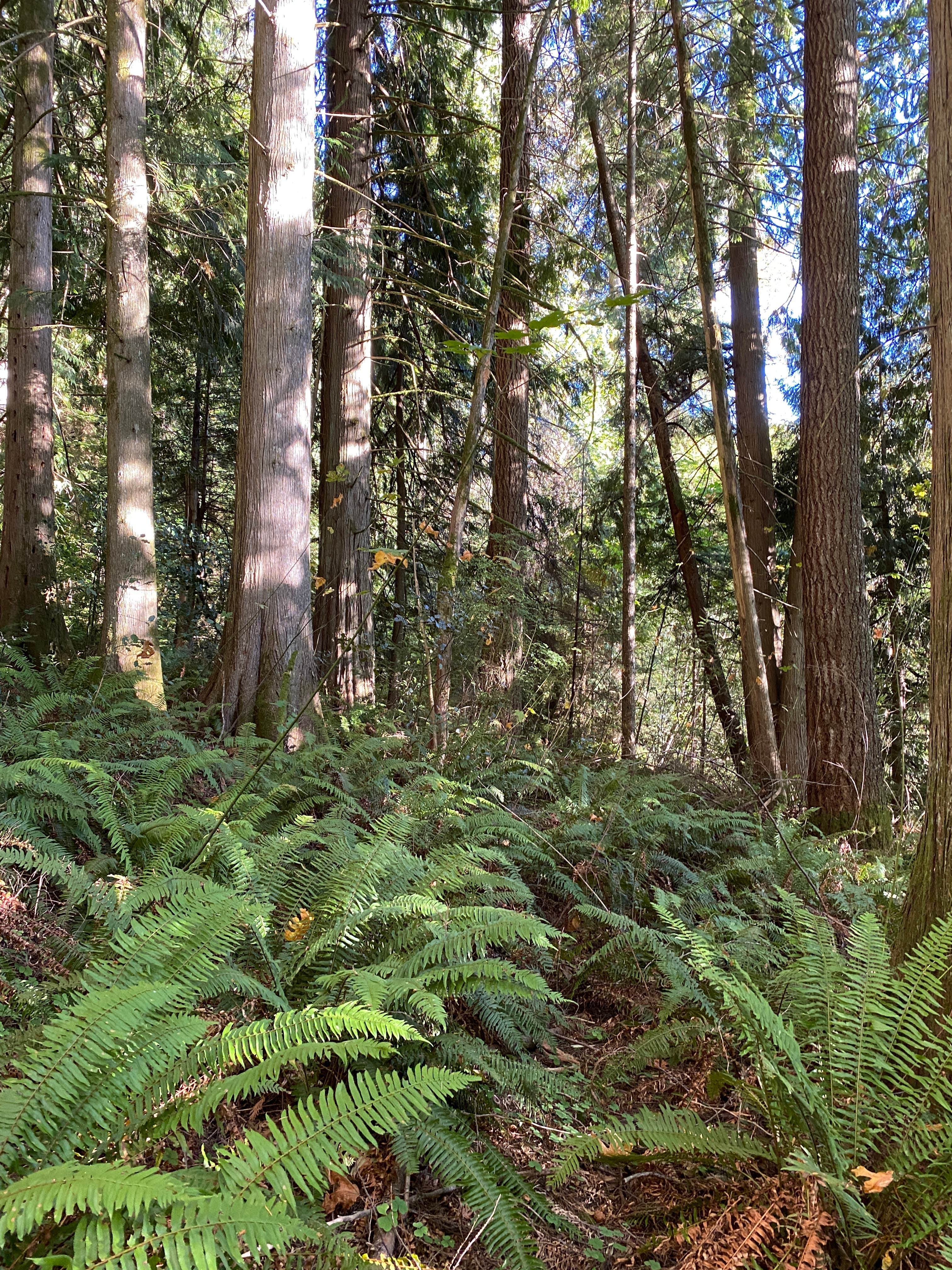 Camper submitted image from Marmot House Old Growth Forest - 1