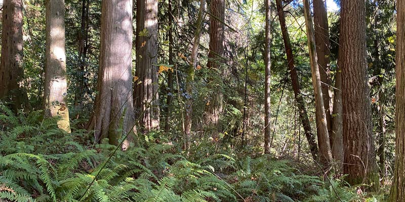 Camper submitted image from Marmot House Old Growth Forest