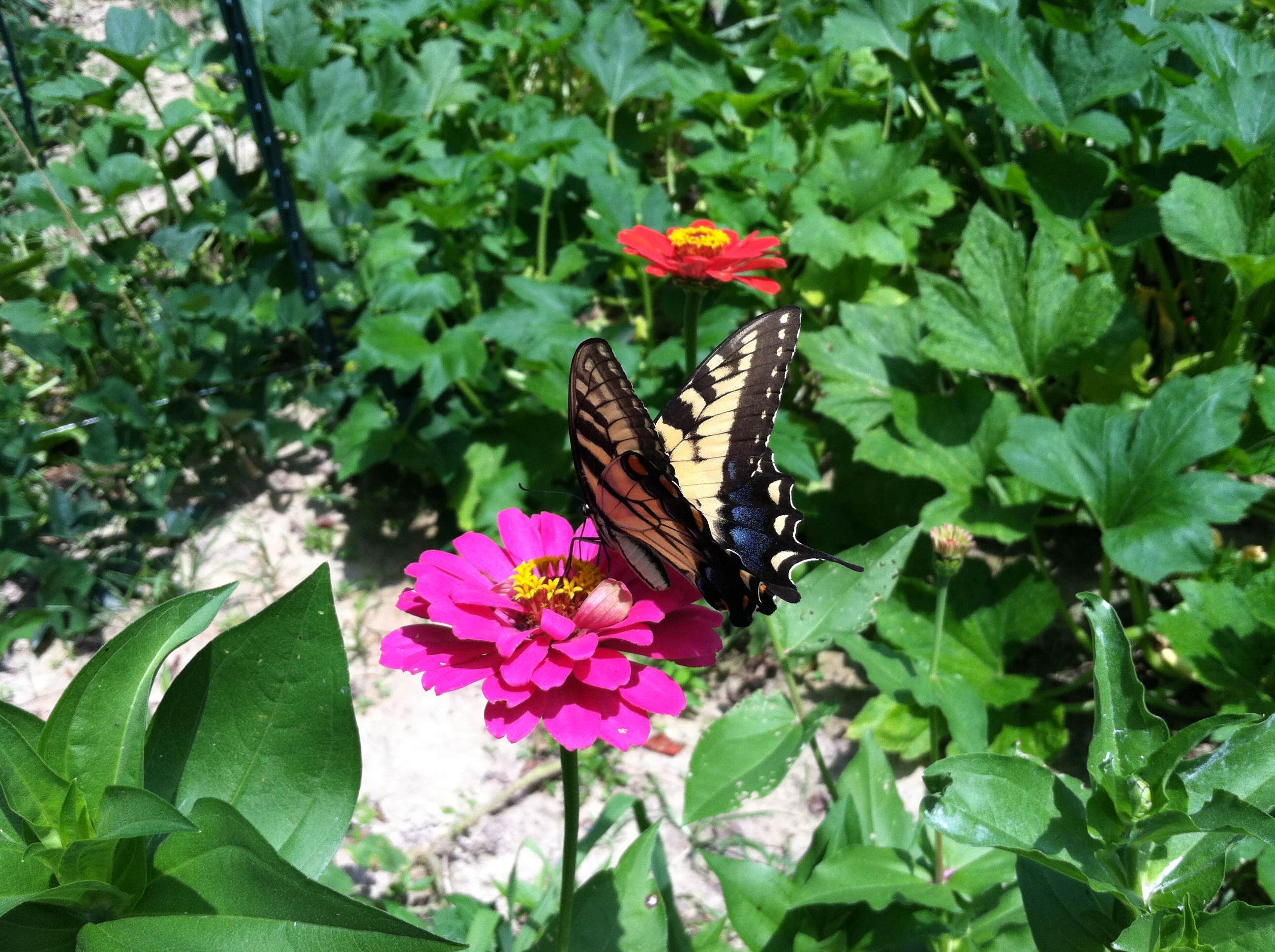 Nature