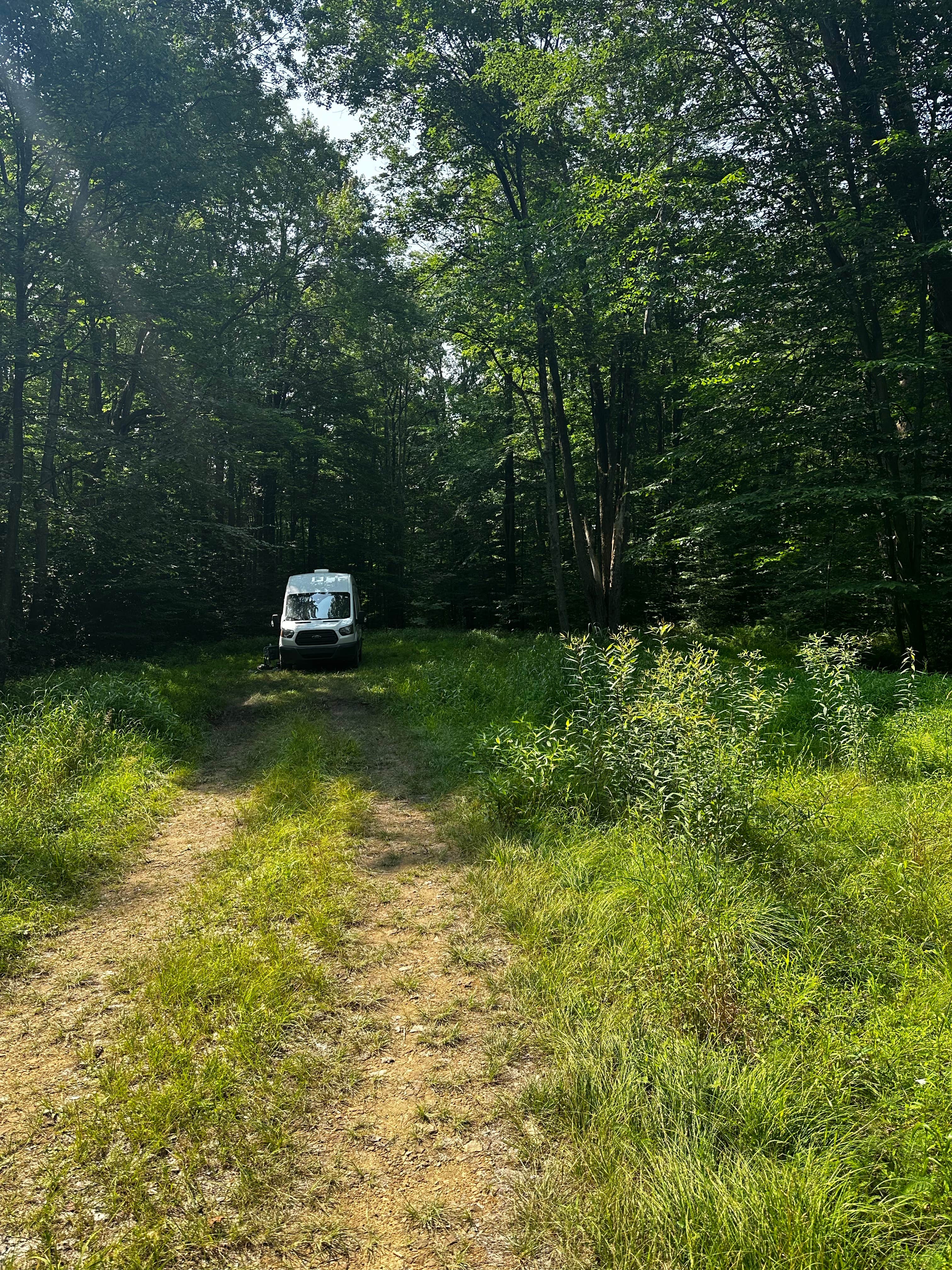 Camper submitted image from Loleta Road Dispersed Campsite - 3