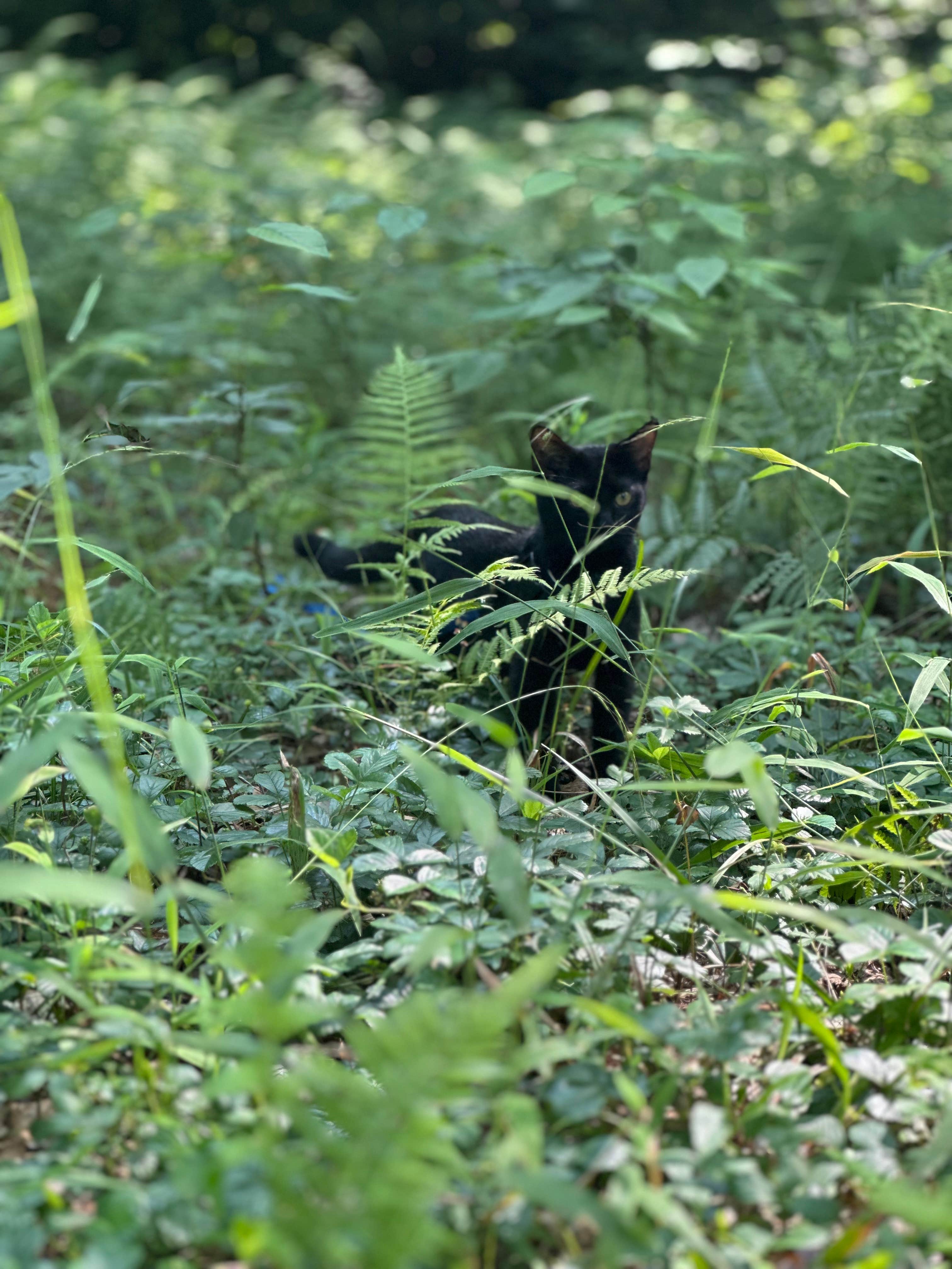 brent's photo of camping with pets at Loleta Road Dispersed Campsite near Clarion, PA