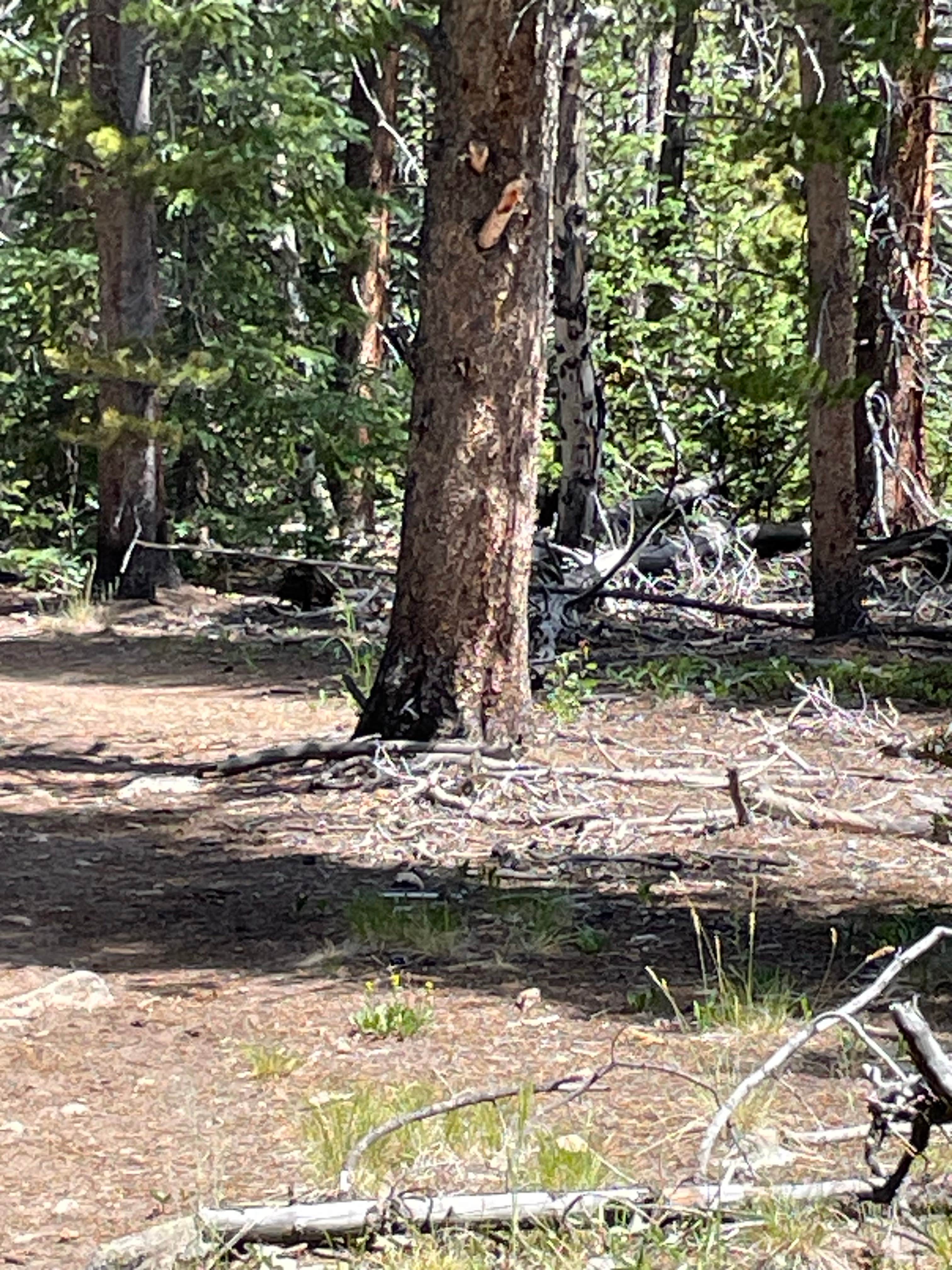 Kirby Gulch Camping Montezuma, CO