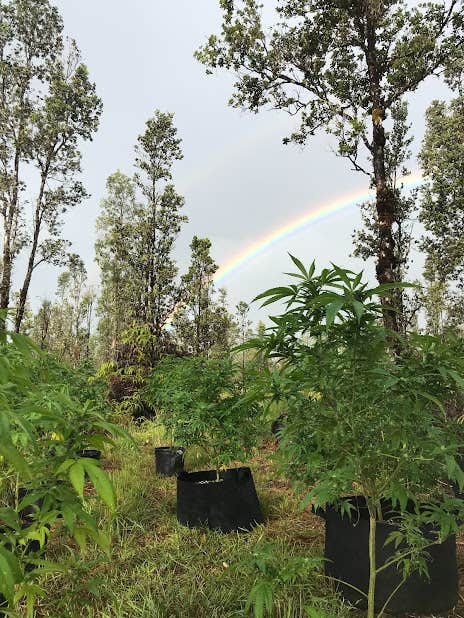 Camper-submitted photo at Hotbox'n Hawaii near Hawaiian Paradise Park, HI