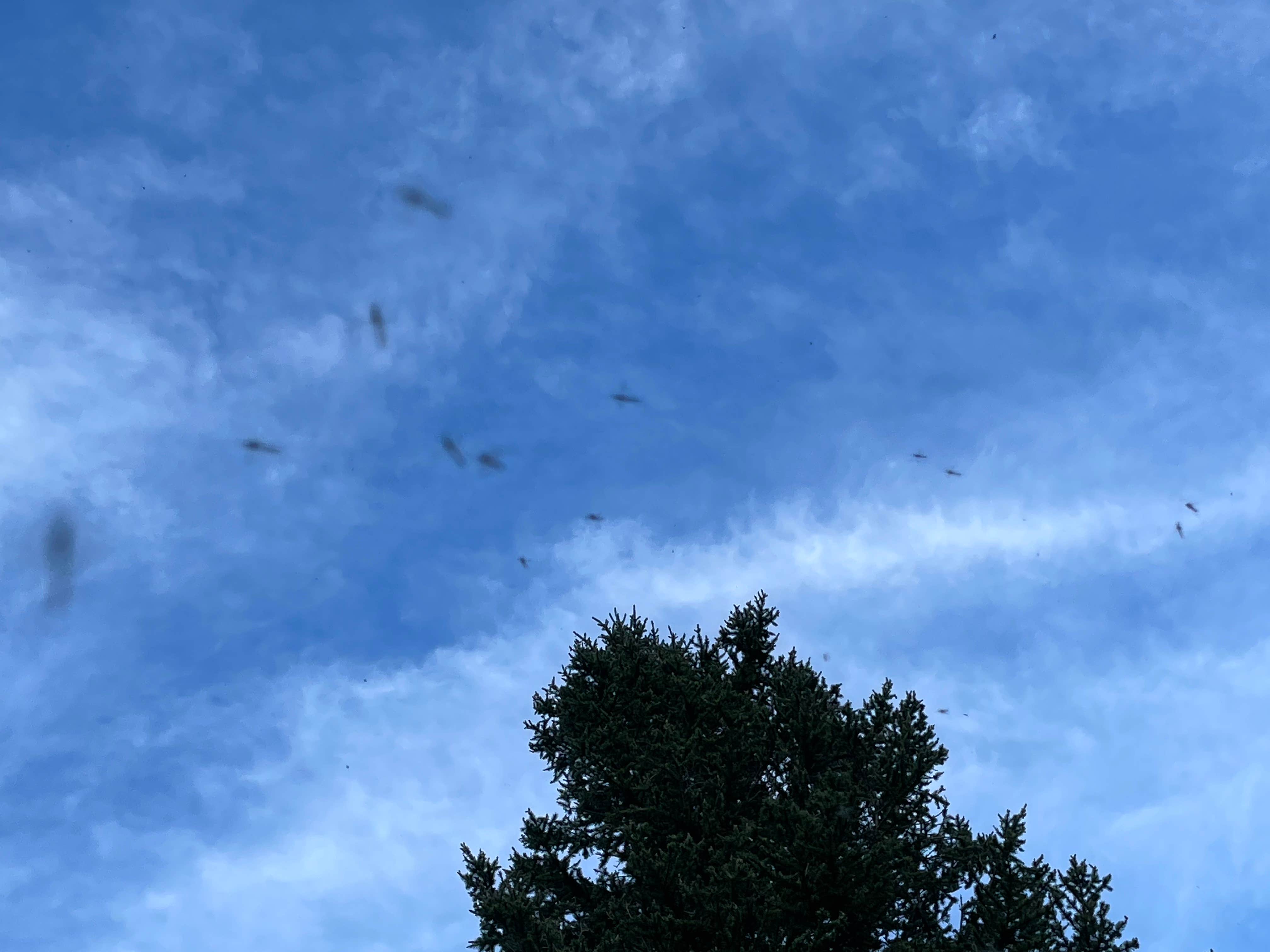Chris P.'s photo of a dispersed camping area at Sawmill Gulch near Breckenridge, CO