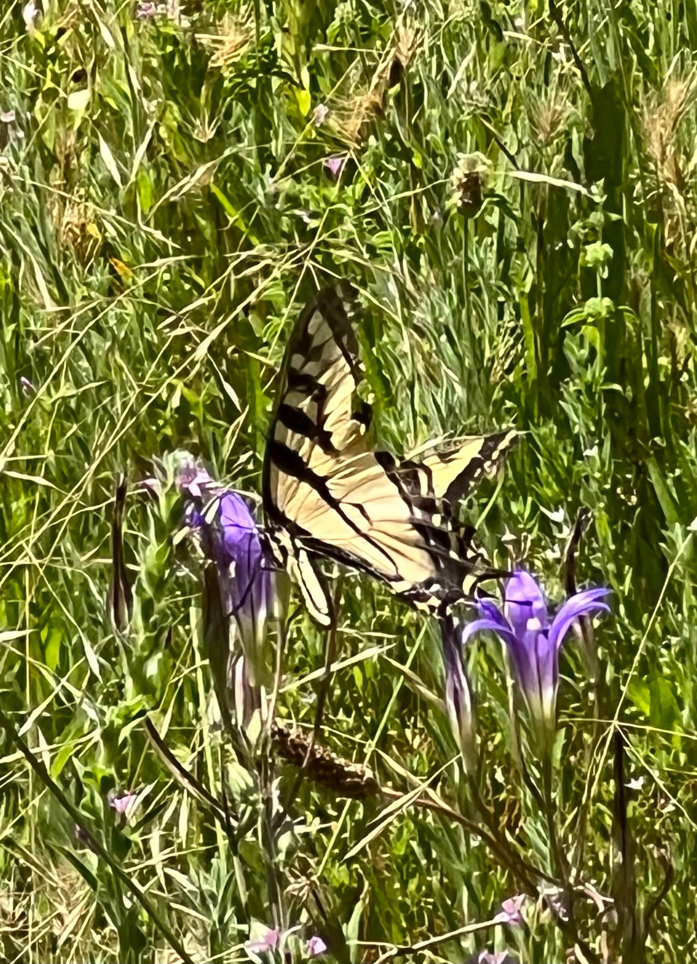 Camper-submitted photo at Bailey Canyon Campground near Weott, CA