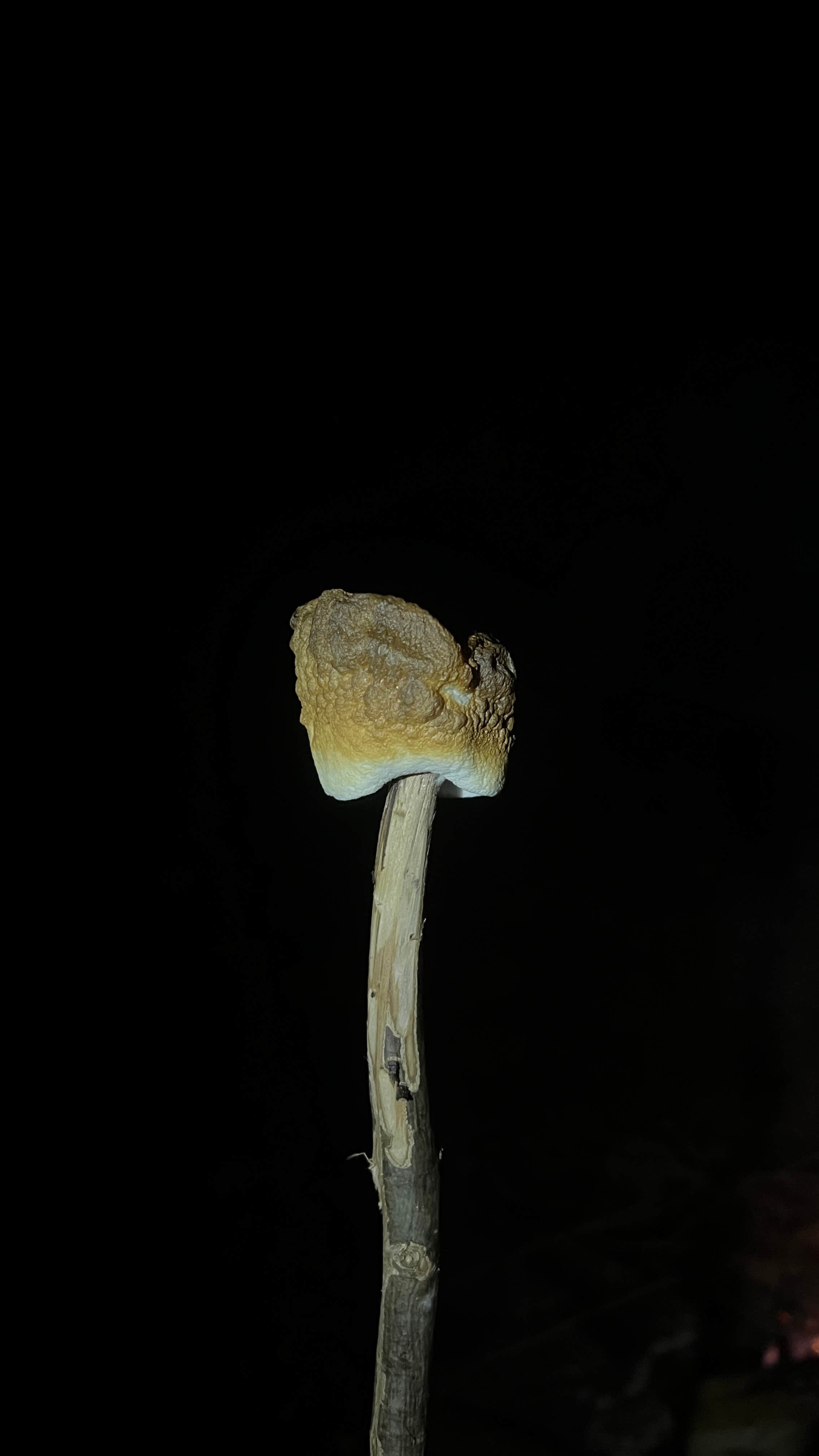 Camper-submitted photo at Upper Cove Creek - UCC1 Dispersed near Glendale, SC