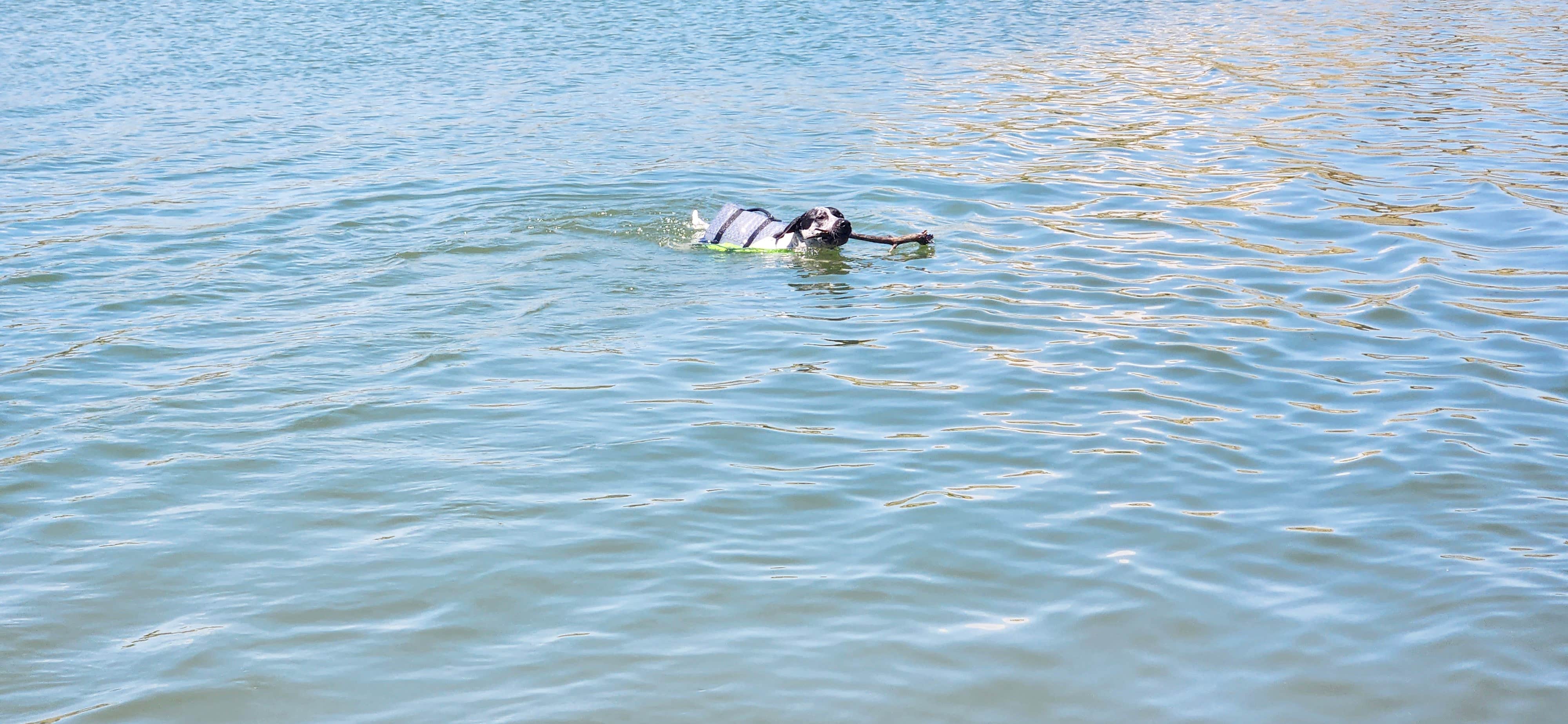 Manifest Minerals  C.'s photo of camping with pets at Manifest Ranch PrivateCamp near Florence, CO
