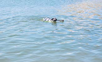 Manifest Minerals  C.'s photo of camping with pets at Manifest Ranch PrivateCamp near Pueblo, CO
