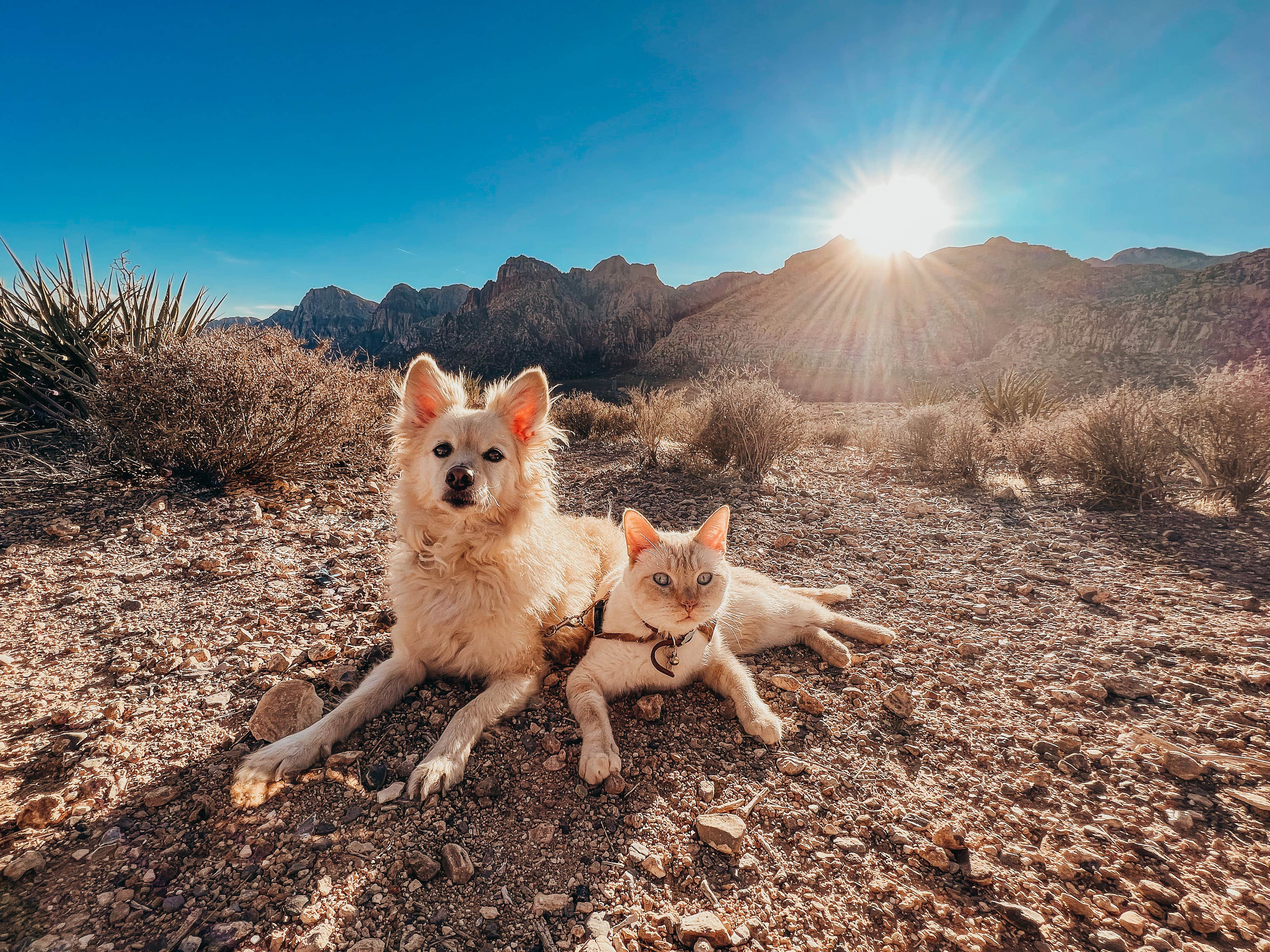 Heather L.'s photo of camping with pets at Red Rock Canyon National Conservation Area - Red Rock Campground in Nevada