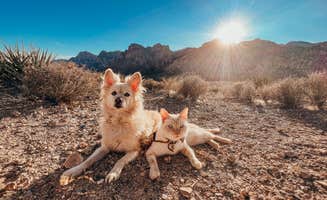 Heather L.'s photo of camping with pets at Red Rock Canyon National Conservation Area - Red Rock Campground near Mount Charleston, NV