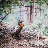 Review photo of Sequoia National Forest Hume Lake Campground by Heather L., July 21, 2023