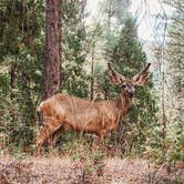 Review photo of Sequoia National Forest Hume Lake Campground by Heather L., July 21, 2023