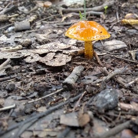 One of many mushrooms found in the campgrounds.