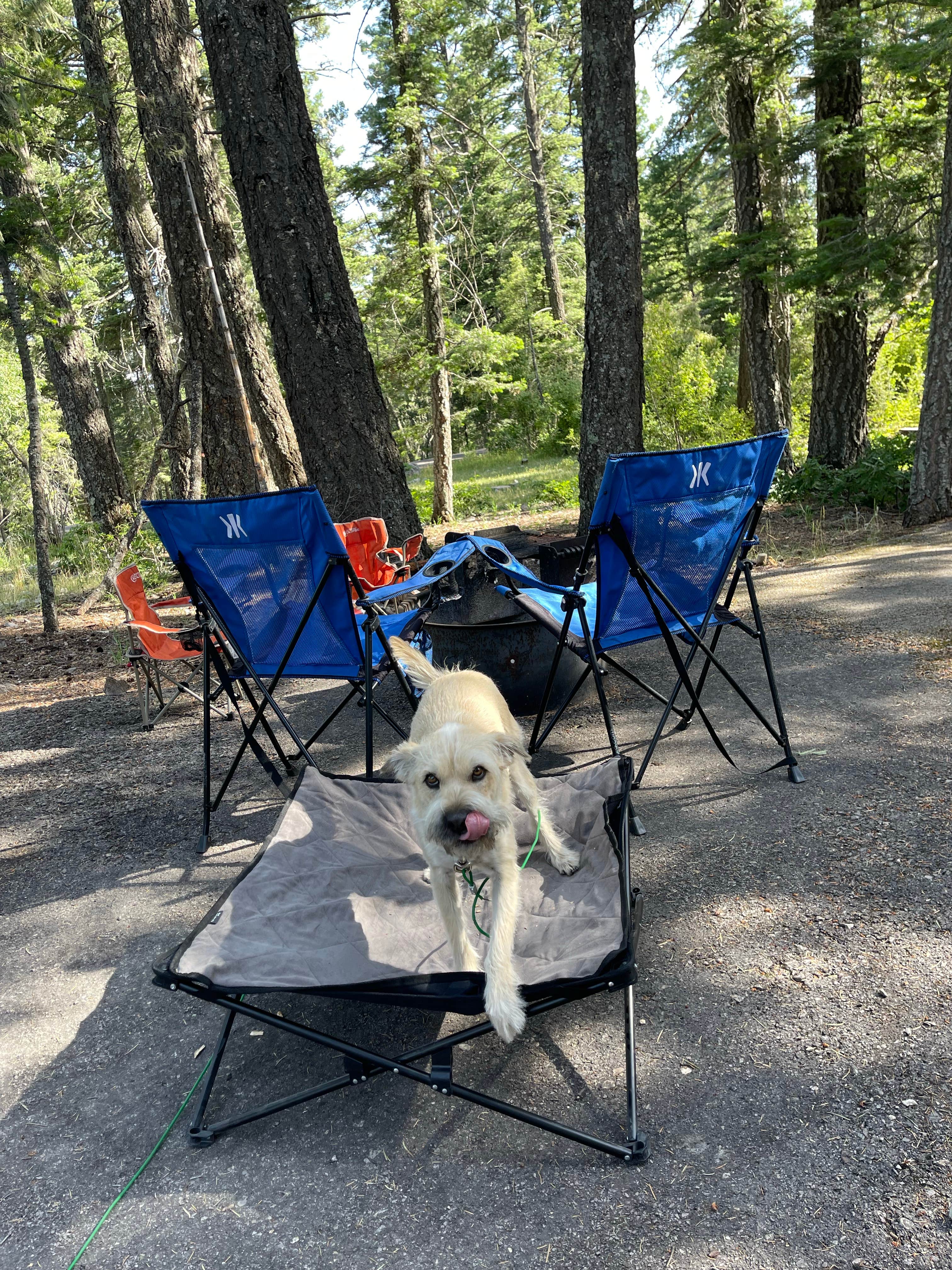 Greg T.'s photo of camping with pets at Saddle Campground near Cloudcroft, NM