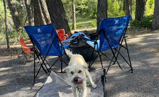 Greg T.'s photo of camping with pets at Saddle Campground near Cloudcroft, NM