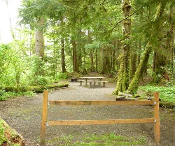 Camper submitted image from Bogachiel State Park Campground - 2