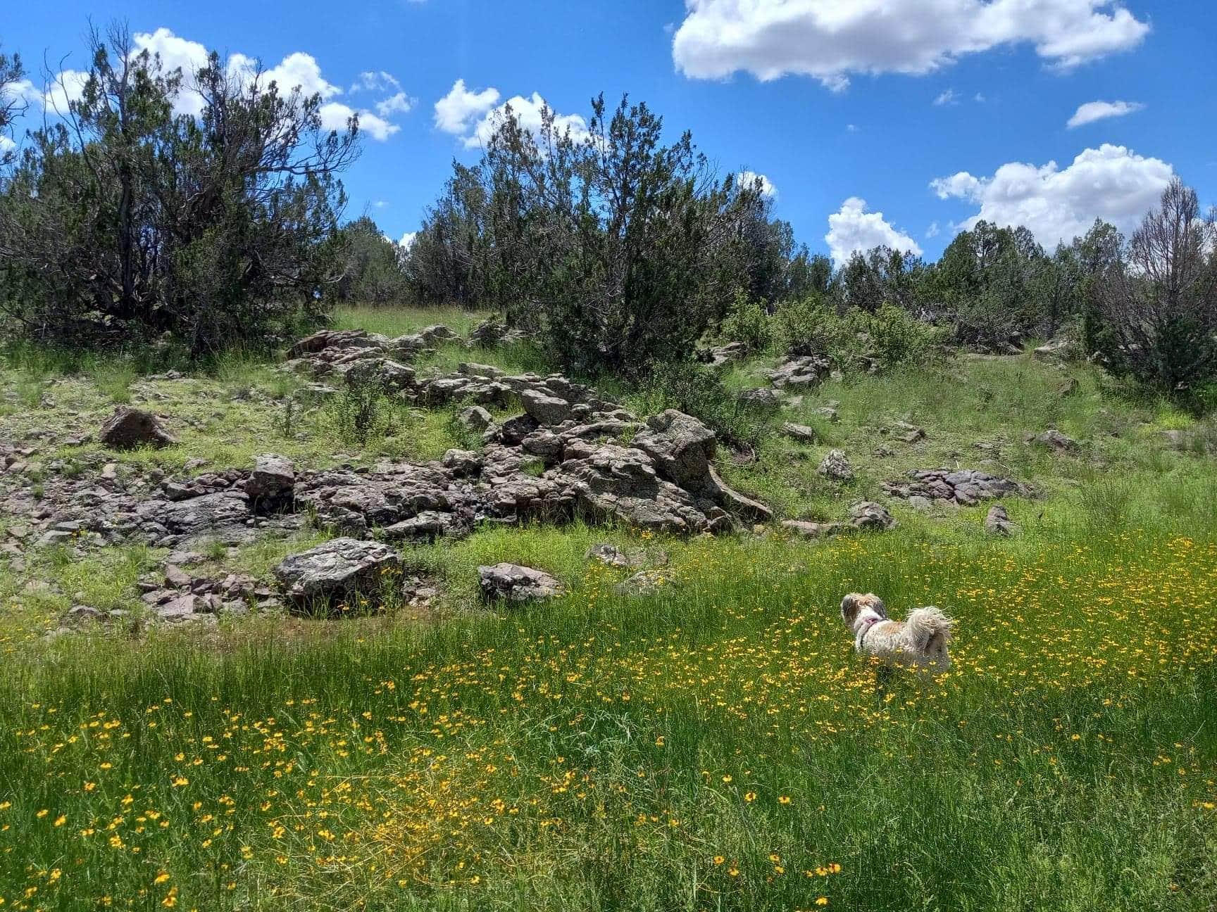 Alan D.'s photo of camping with pets at Partridge Creek Wilderness Ranch near Seligman, AZ