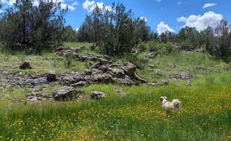 Alan D.'s photo of camping with pets at Partridge Creek Wilderness Ranch near Seligman, AZ