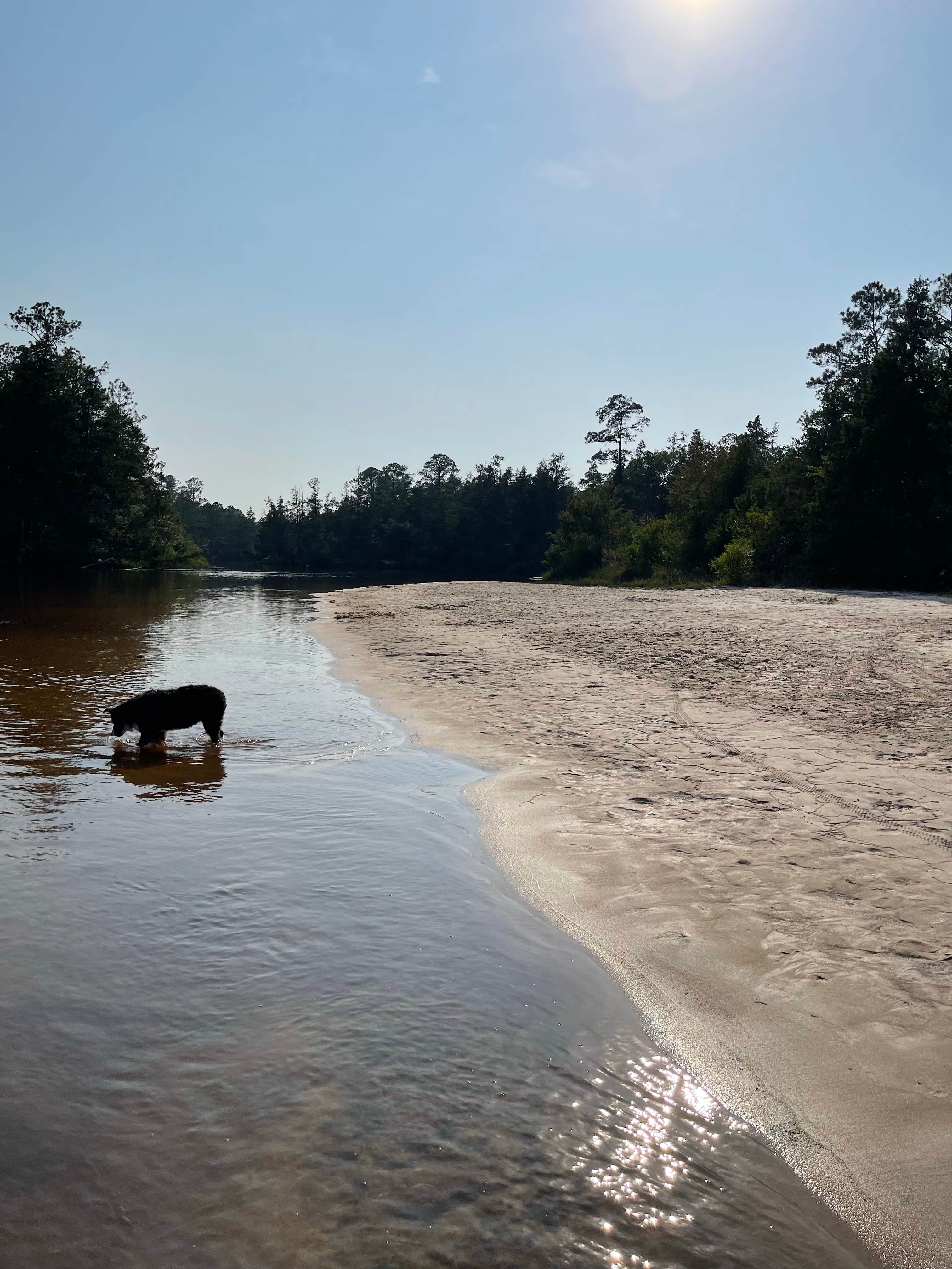 Dallas W.'s photo of camping with pets at Blackwater River State Park Campground near Wing, AL