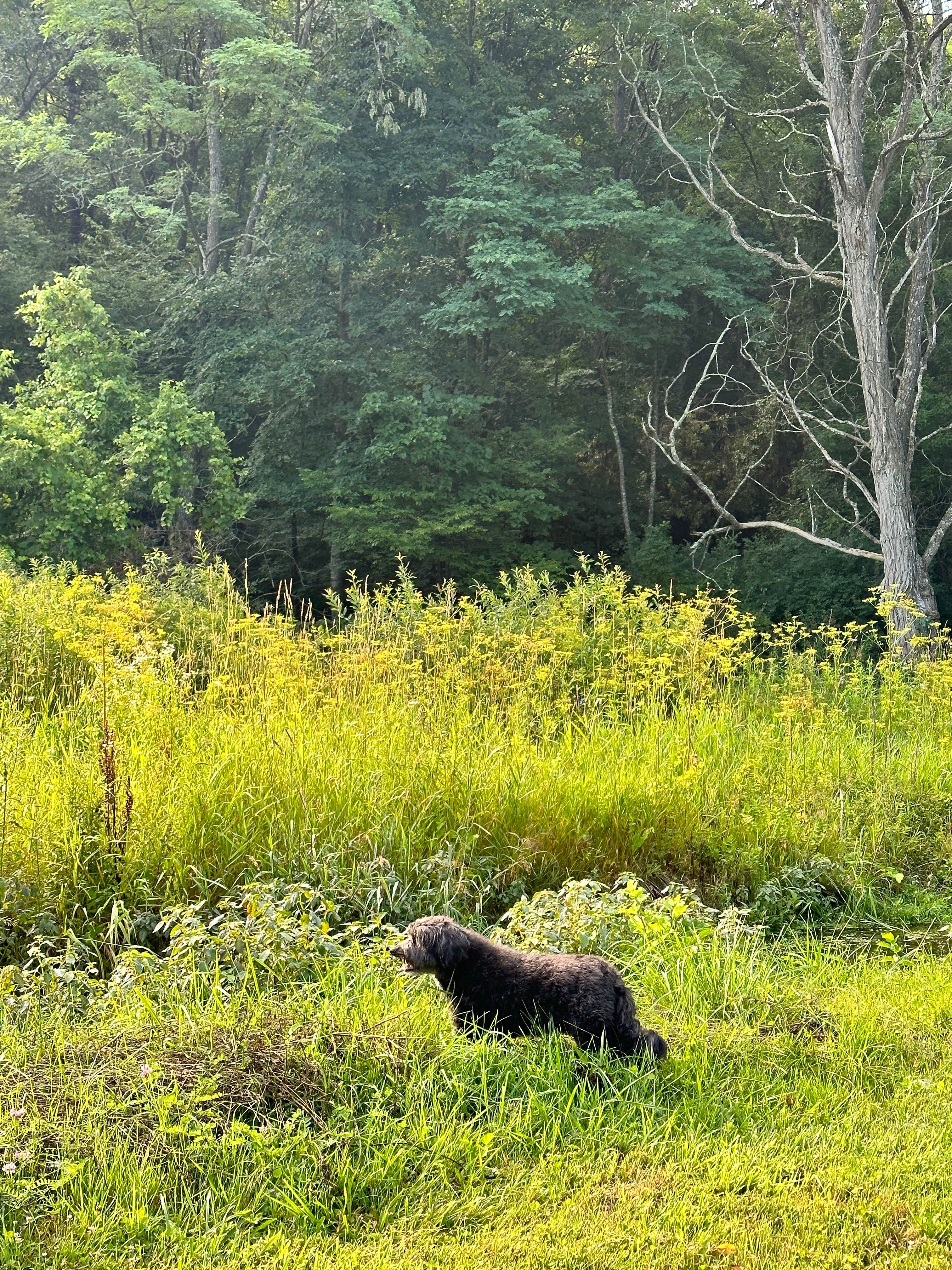 Name's photo of camping with pets at Sidie Hollow County Main Campground near Lansing, IA