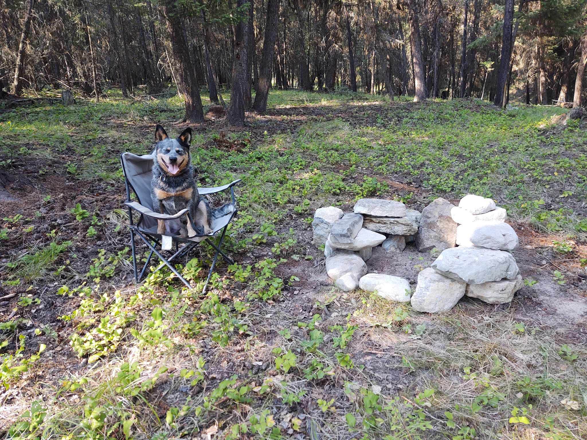 Emmett S.'s photo of camping with pets at Heritage Cabin Property near Fortine, MT