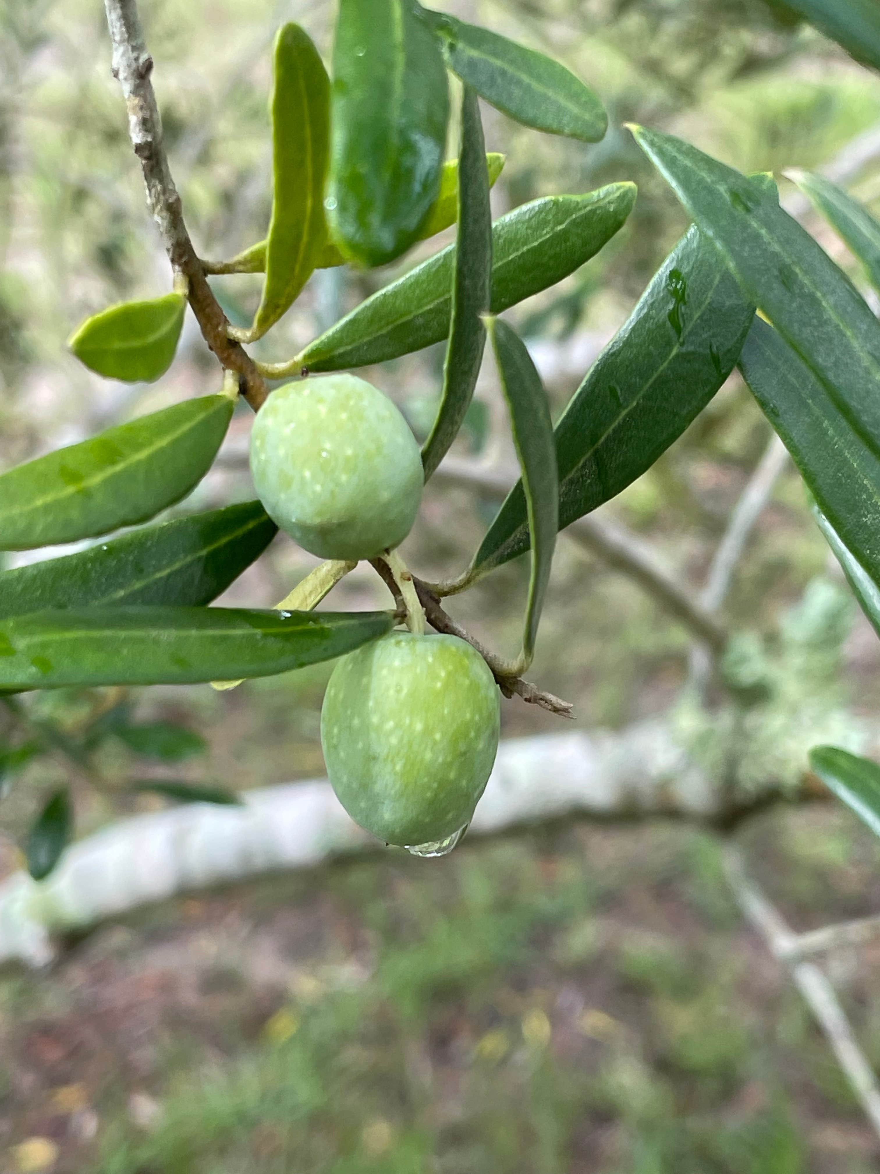 Camper submitted image from The Olive Grove - 4