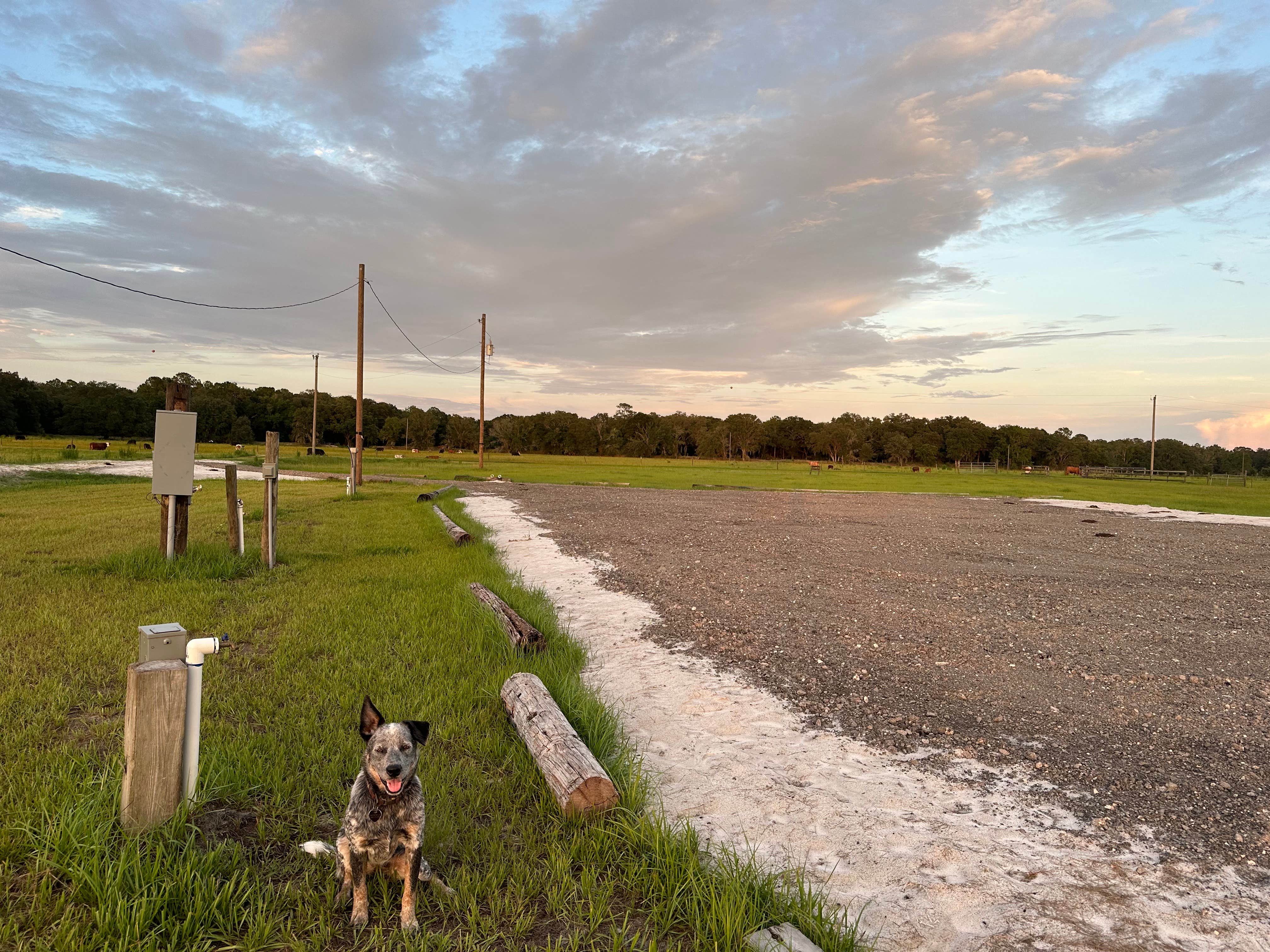 Brian M.'s photo of camping with pets at Find Out Farms near Zephyrhills, FL