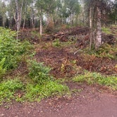 Review photo of Finland State Forest - Eckbeck Campground by Lauren M., July 22, 2023