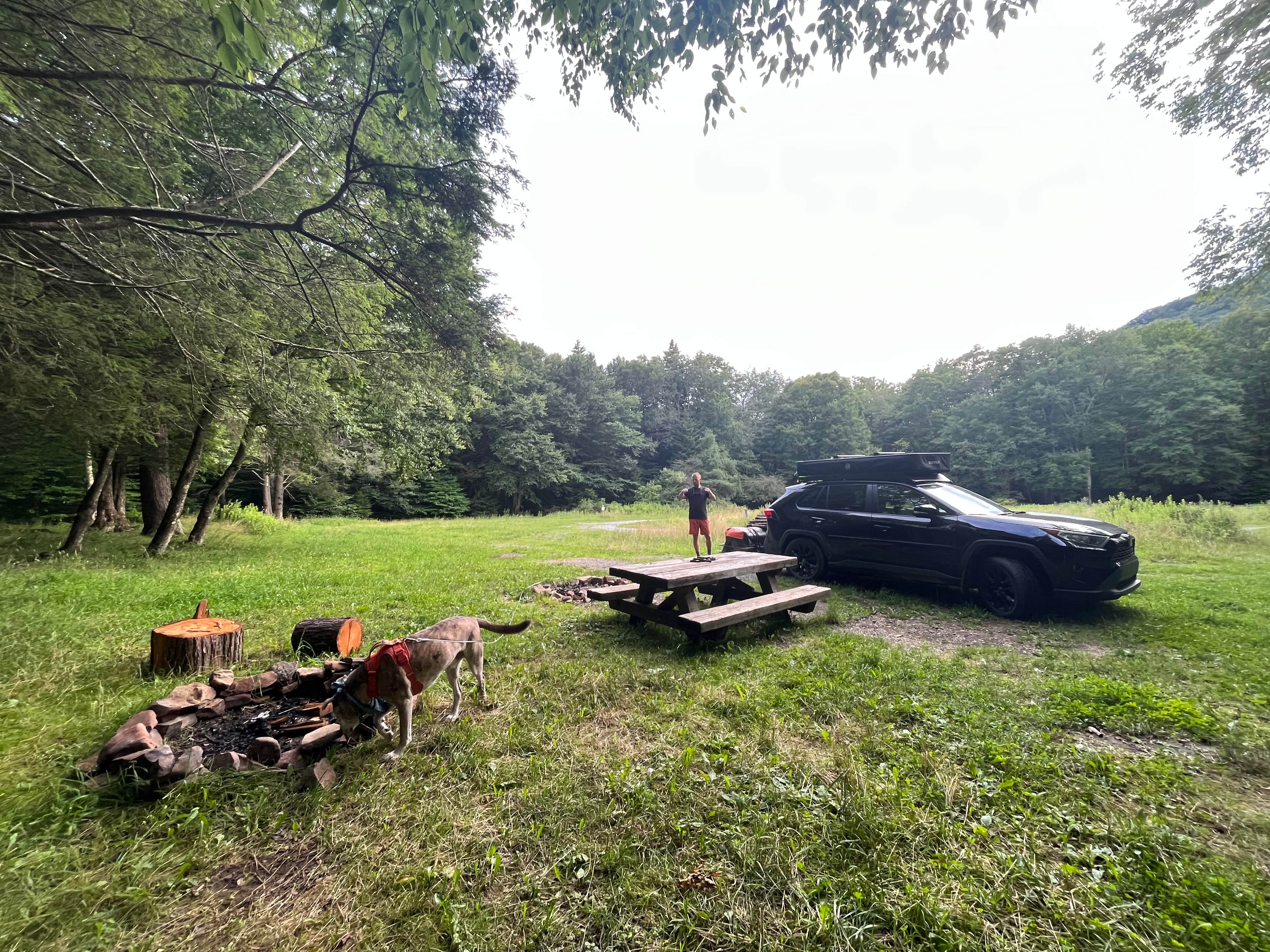 Karli P.'s photo of camping with pets at Little River Dispersed Campsites near Durbin, WV