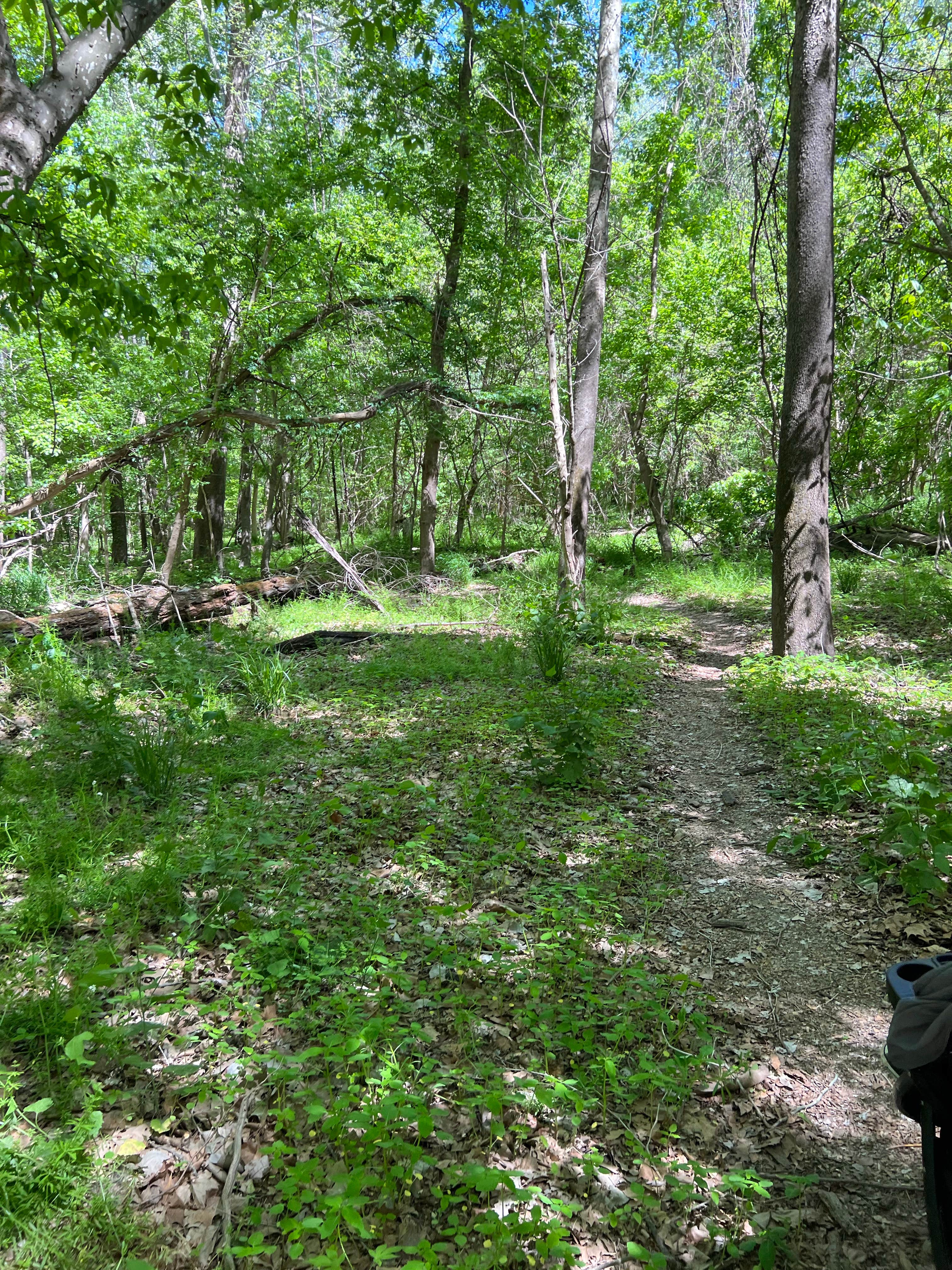 Camper submitted image from St. Charles County Klondike Park - 5