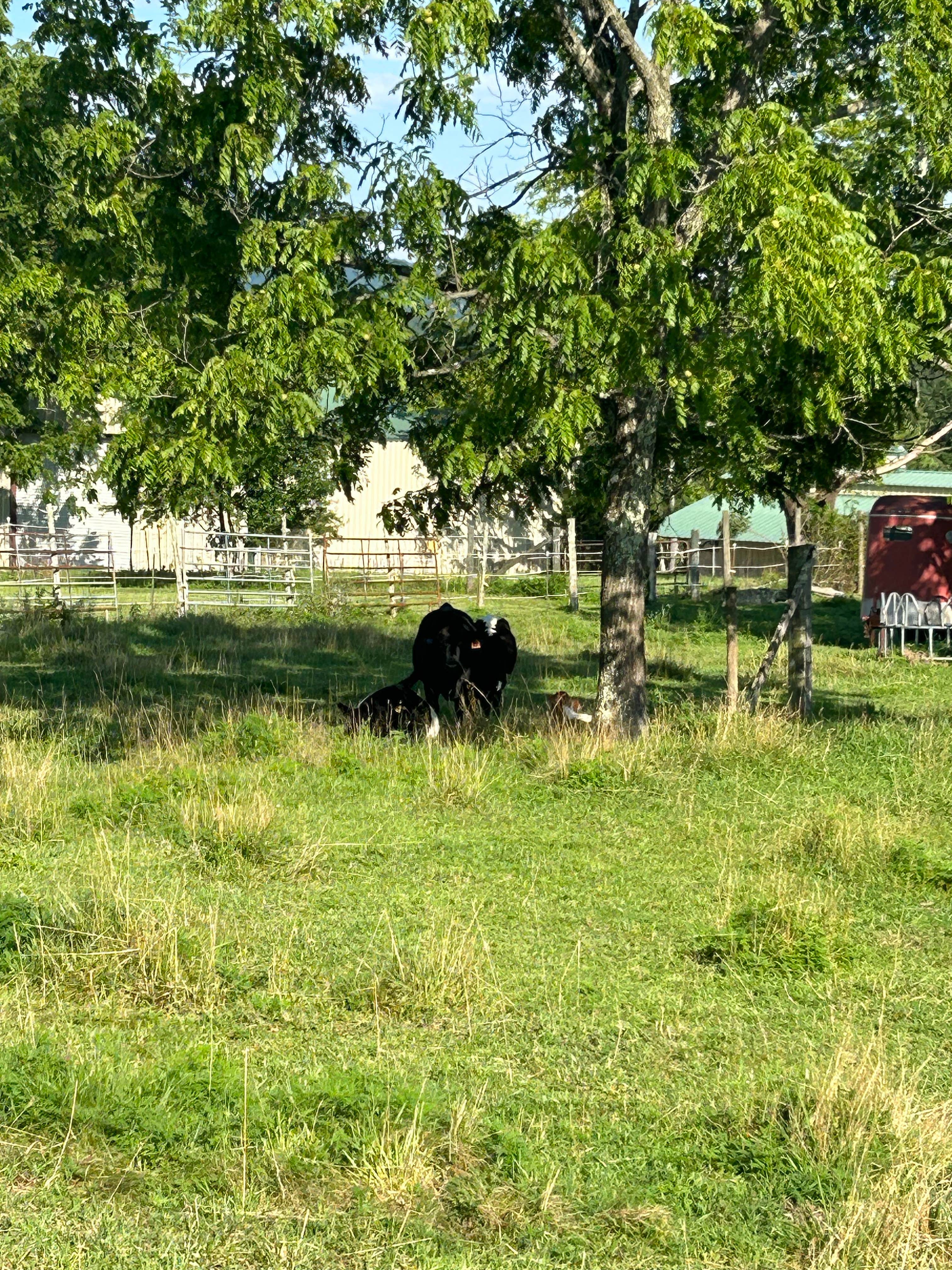Brad S.'s photo of camping with pets at Crossville / I-40 KOA near Monterey, TN