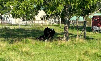 Brad S.'s photo of camping with pets at Crossville / I-40 KOA near Kingston, TN