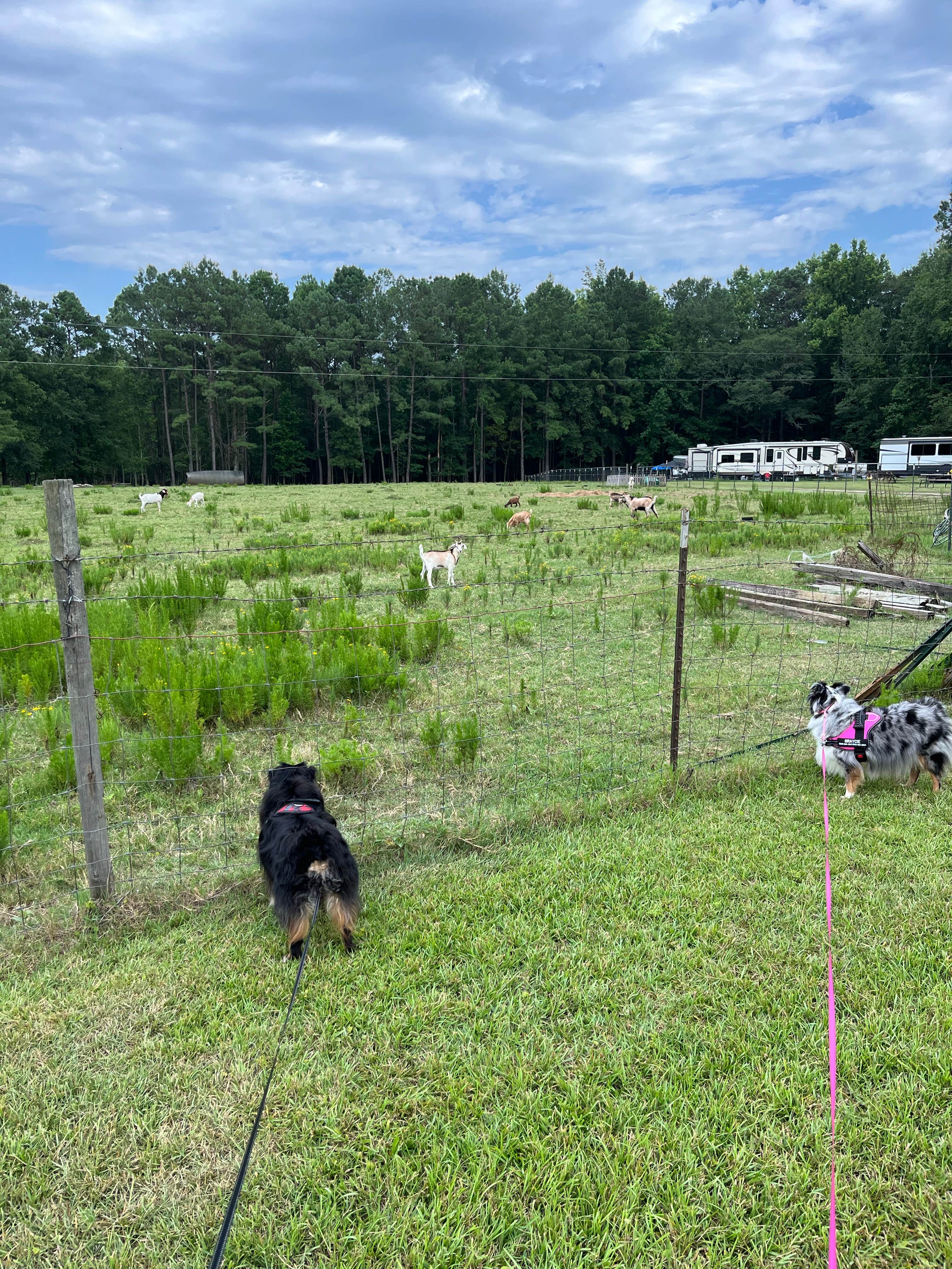 andrew's photo of camping with pets at Two Horse Wagon RV Park near Warner Robins, GA
