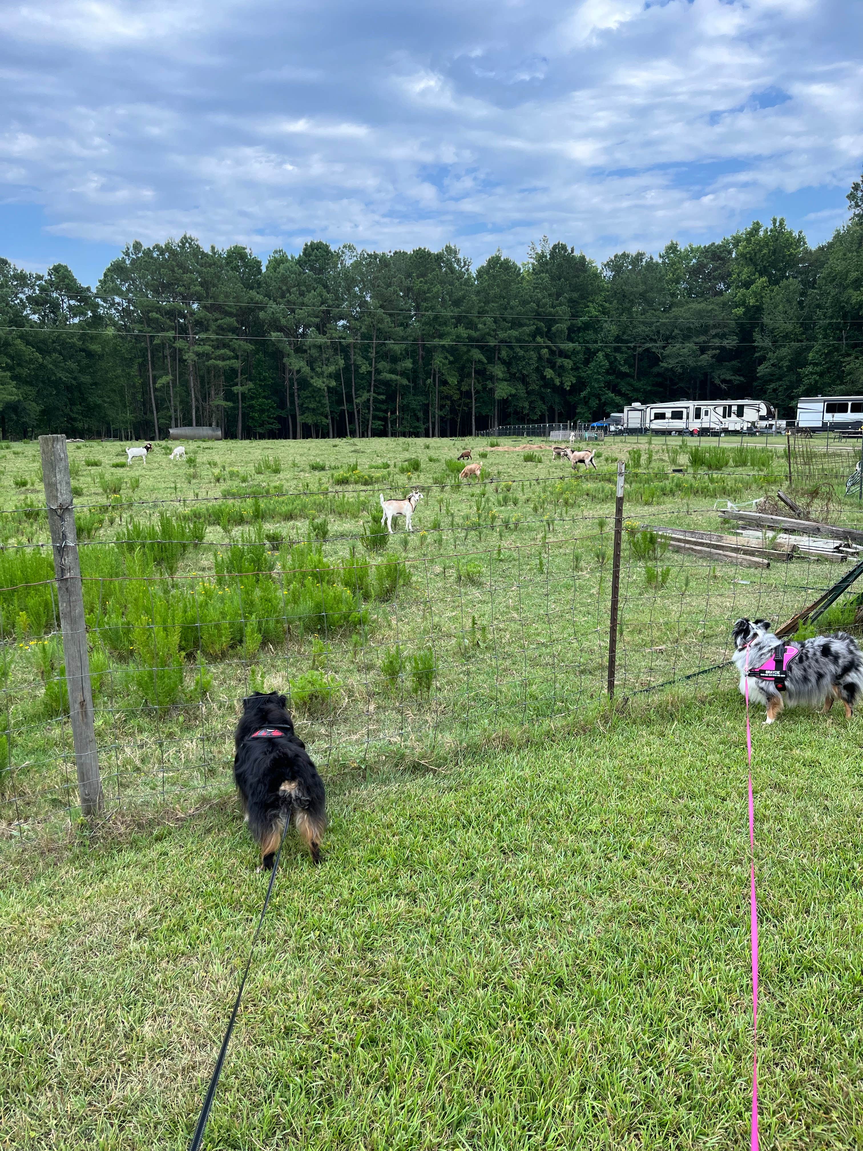 Camper submitted image from Two Horse Wagon RV Park - 3