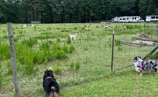 andrew's photo of camping with pets at Two Horse Wagon RV Park near Centerville, GA